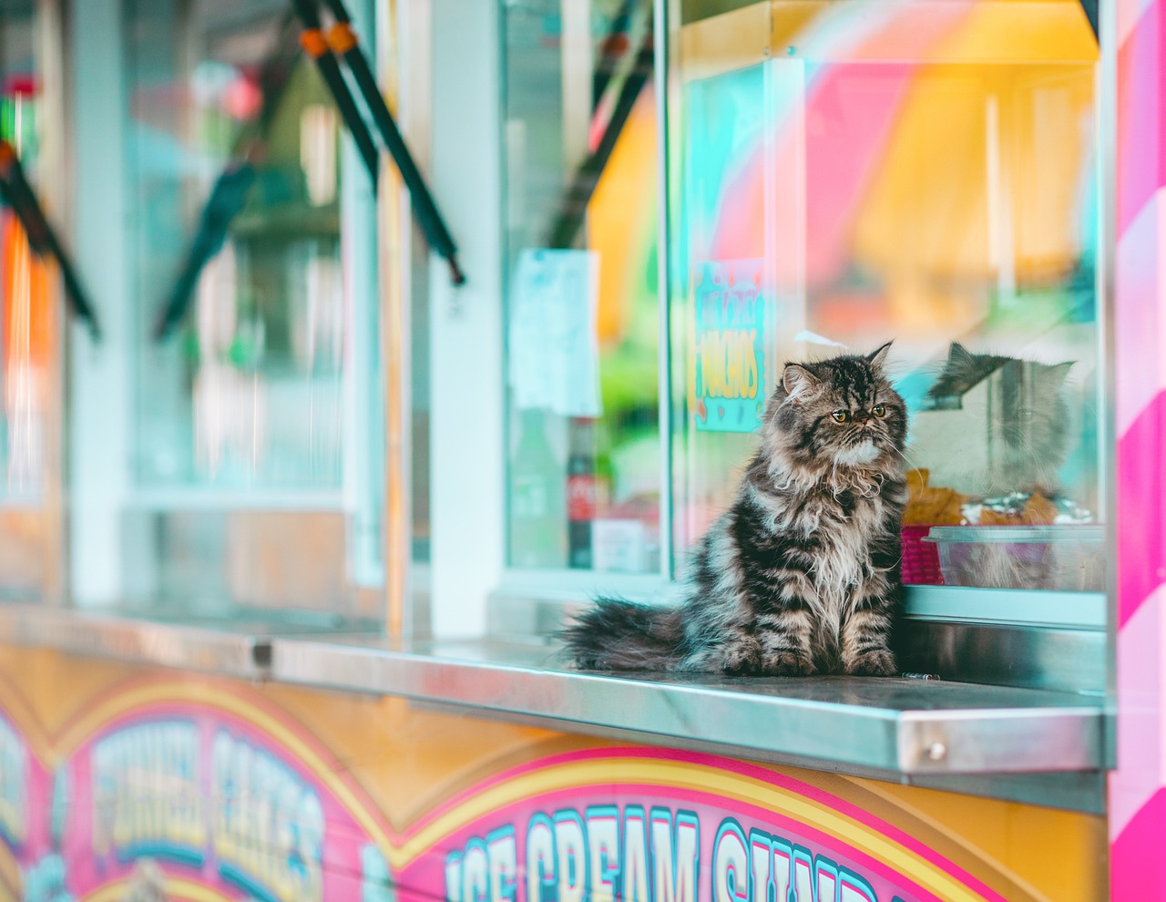 découvrez notre sélection de nourriture pour chats équilibrée et savoureuse, adaptée à tous les âges et besoins pour assurer la santé et le bien-être de votre félin.