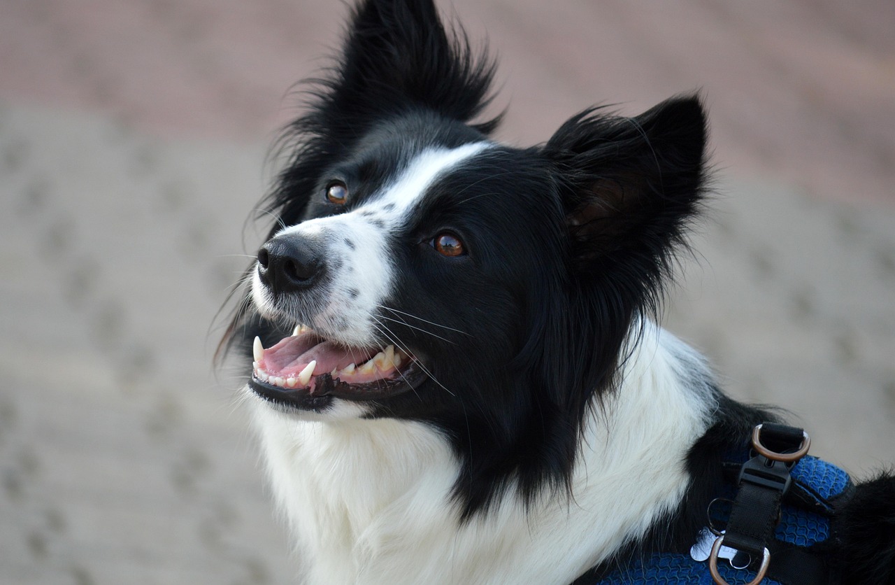 découvrez les différentes races de chiens, leurs caractéristiques, tempéraments et conseils pour choisir le compagnon idéal.