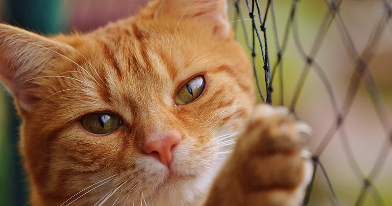 Pilule pour chat prix : un vrai budget, et pas seulement à l'achat