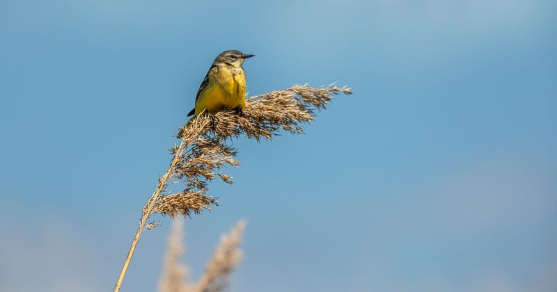 Bergeronnette des ruisseaux : où observer cet oiseau fascinant