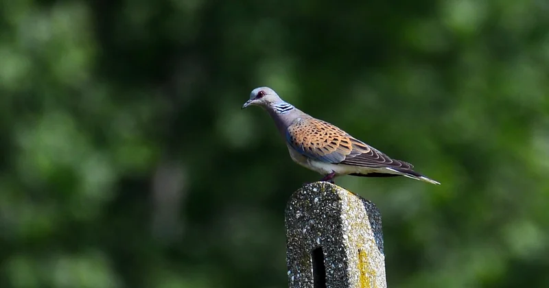 Pourquoi la tourterelle des bois s'effondre, et pourquoi ça ne s'arrête pas