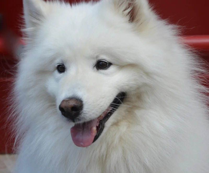 Le nom du chien à poils longs : quand le vocabulaire s’en mêle