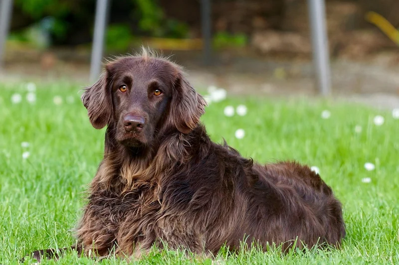 Quels sont les chiens à poil long ?