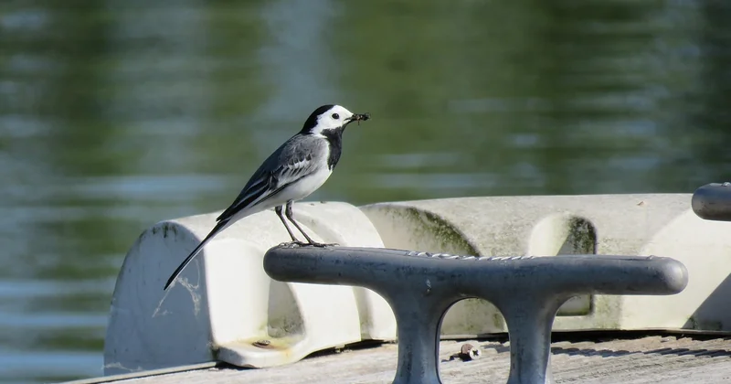 Bergeronnette des ruisseaux en France : ce qui la fait disparaître
