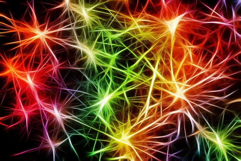 Plasticité de la substance blanche : votre cerveau n’est pas figé