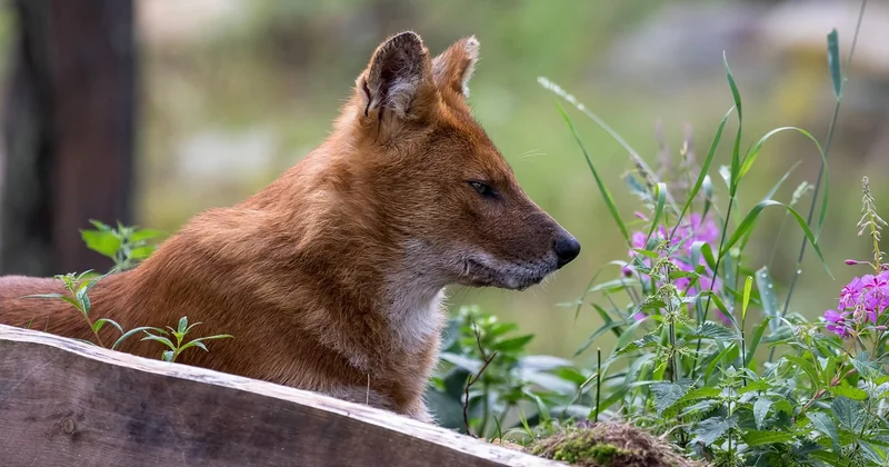 Le dhole, c'est quoi exactement ?