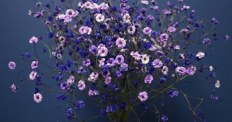 Gypsophile : la plante nuage qui sublime vos bouquets et massifs