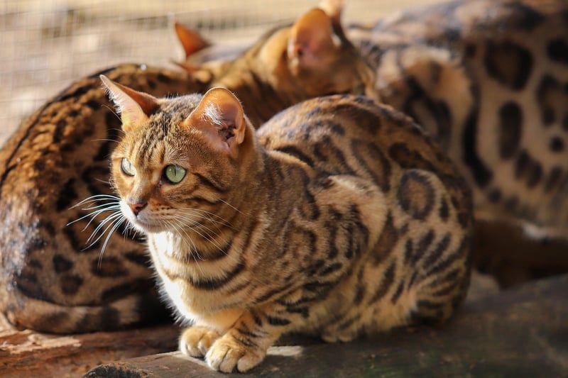 Chat du Bengal : 10 choses à savoir avant d'adopter ce félin