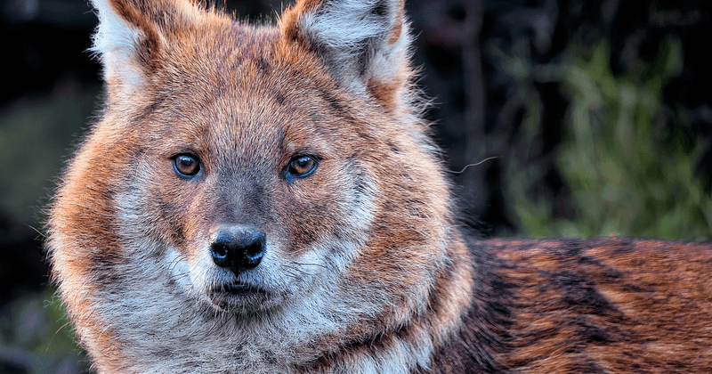 Le dhole, ce loup rouge meconnu qui chasse en meute