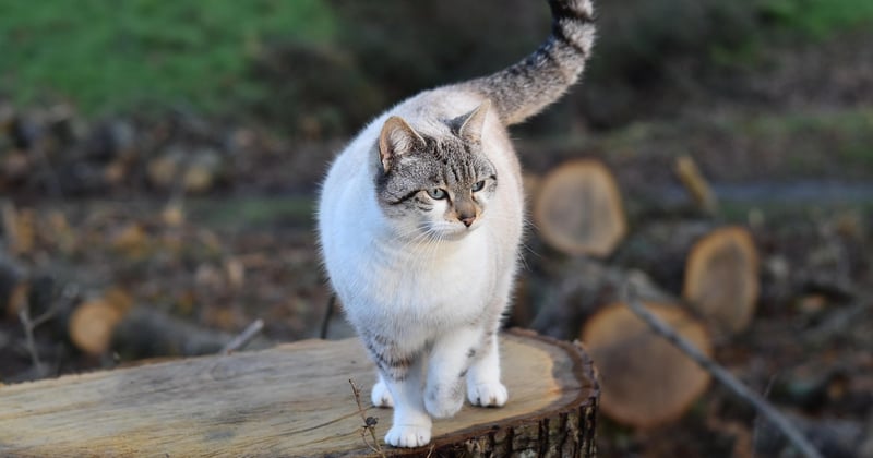 Pilule pour chat : tout savoir avant de lui donner un médicament